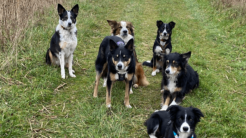 Comfort ZONE Canine Massage Bristol photo