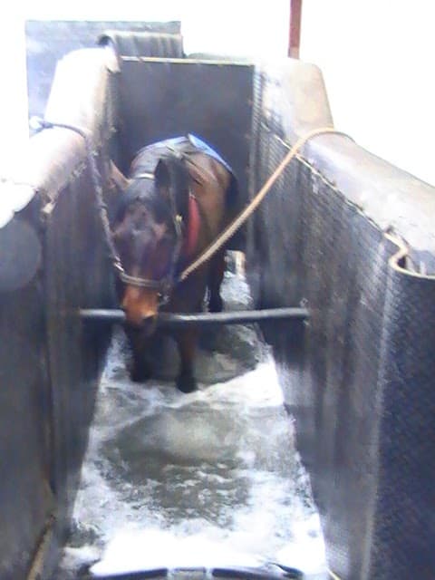 Curragh Equine R&R Curragh Camp photo