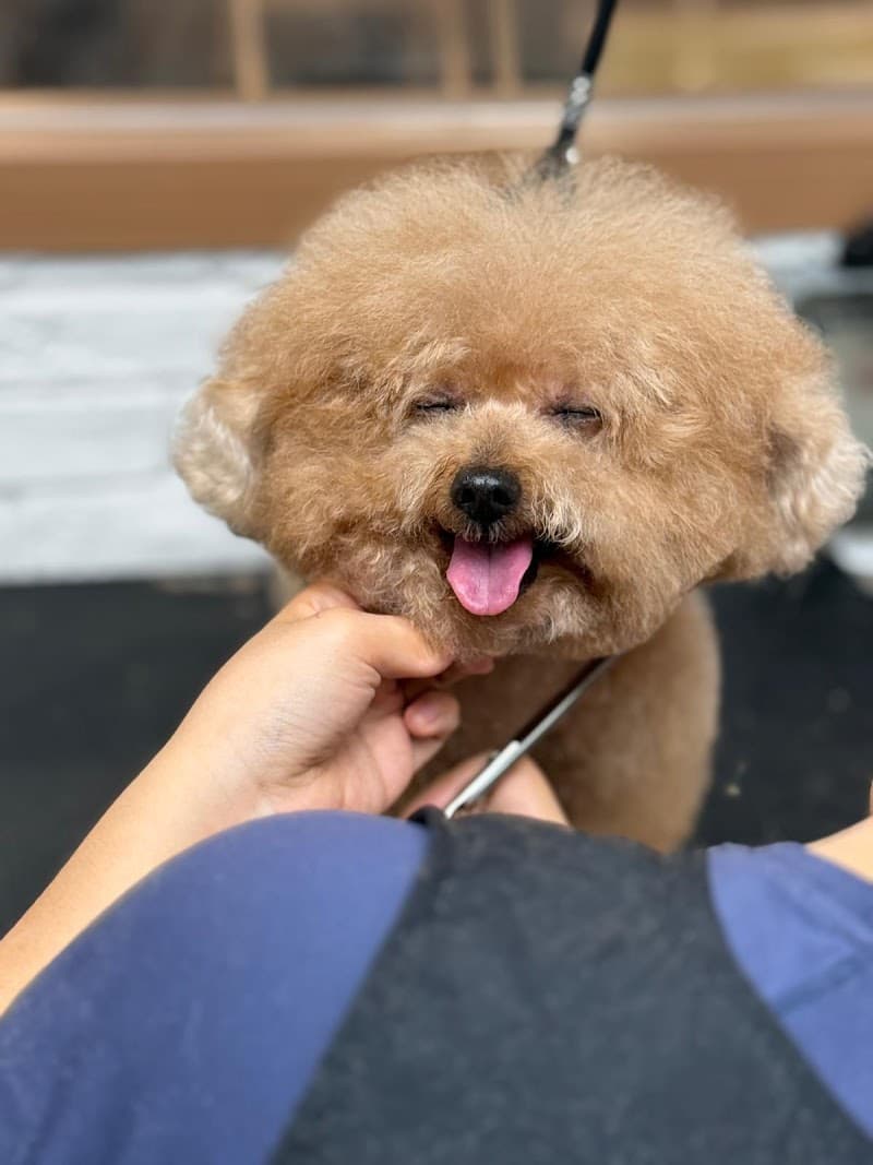 Cute Pet Bathhouse New Territories photo