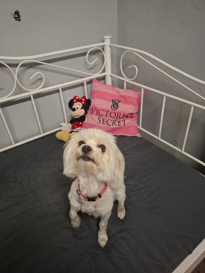 Czyste Łapki - SPA dla zwierząt Hotel dla psów i kotów . Kazimierz Biskupi photo