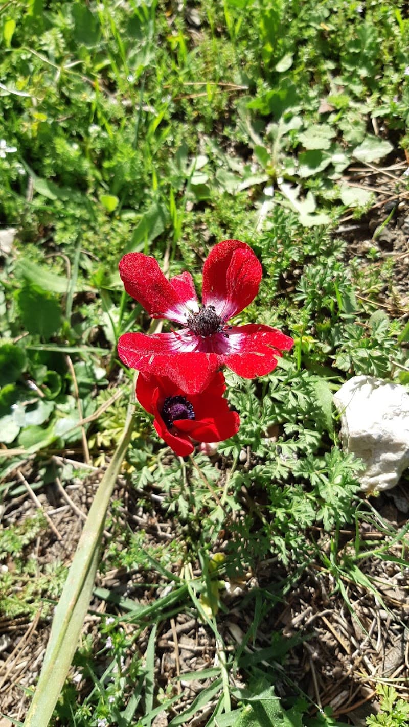 Deniztepe Köyü Serik yeşil vadi karabacaklar. Deniztepesi photo