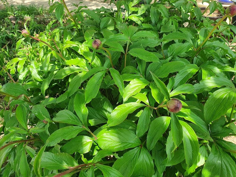 Deokwon Oncheonjang Deoksan-myeon photo