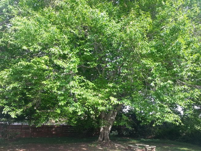 Detra Parks LMT - Massage Therapist in Tucker, GA photo