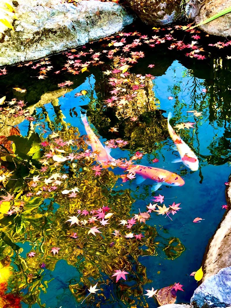 Doctor Fish Yufuin Onsen Foot Bath Yufu City photo
