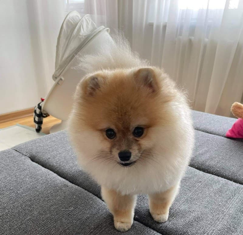 Dog and Cat boutique-luxury spa Vilnius photo