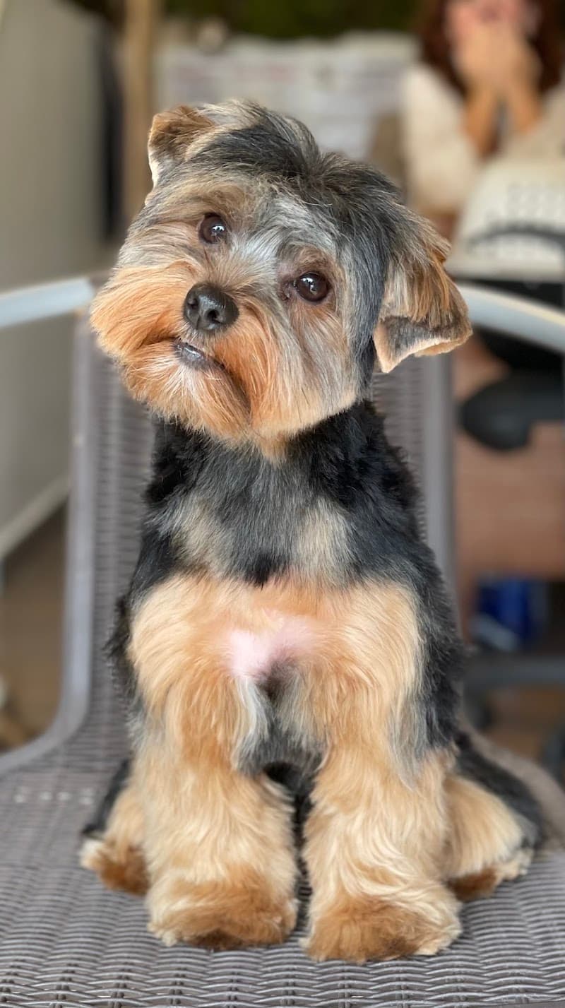 Dog Spa Center Mirna Chalouhi photo