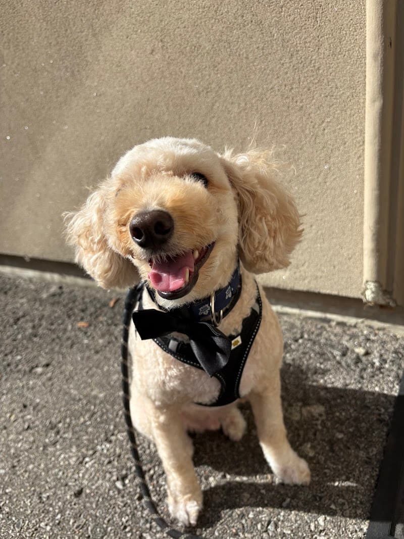 Doggy Do's Brampton photo