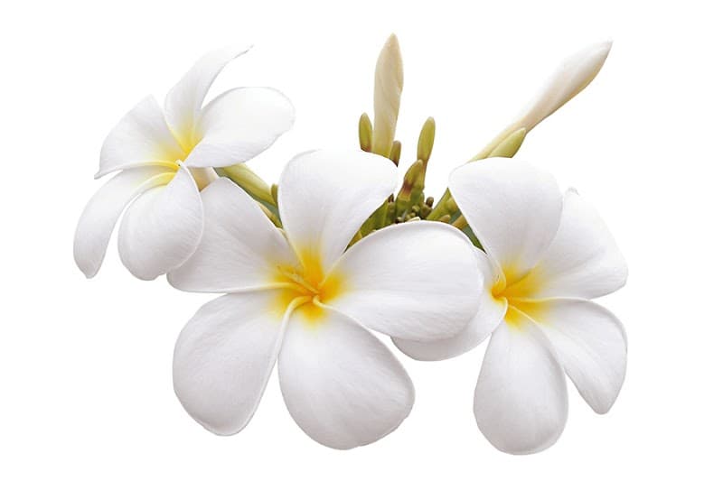 Dorota's Spa Mississauga photo