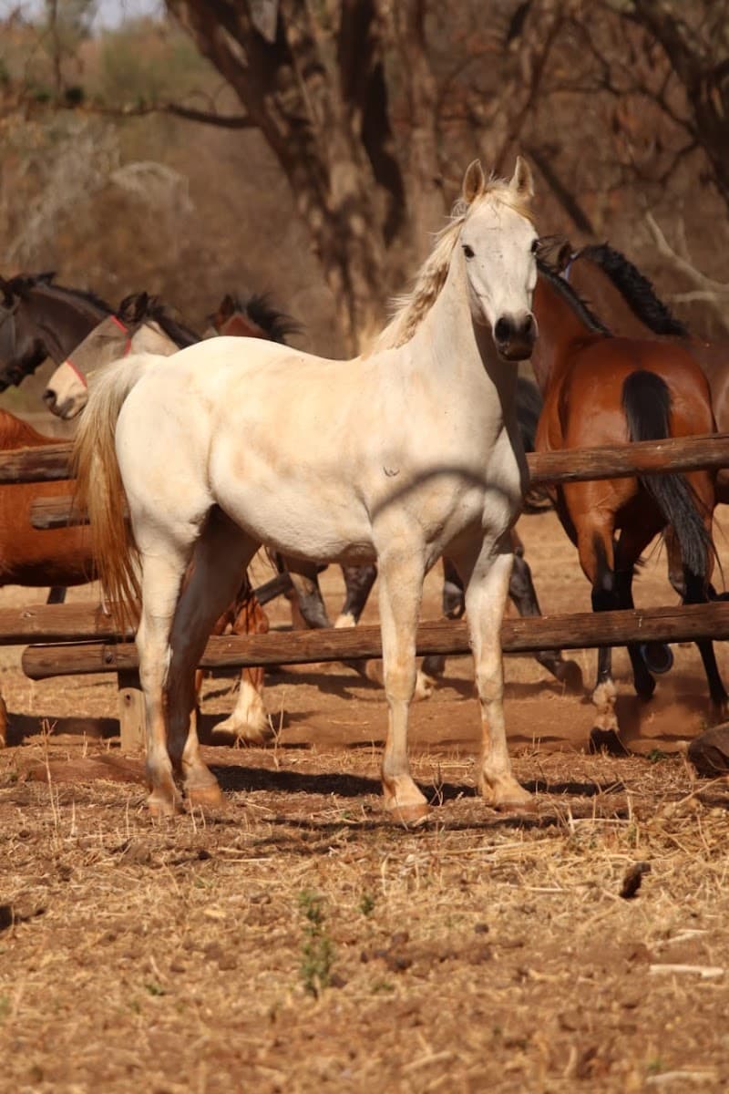 Driftwood Stables and Equine Hydrotherapy Spa Tshwane photo