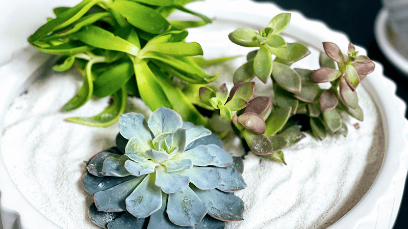 Eco Spa and Wellness Center Wilmington photo