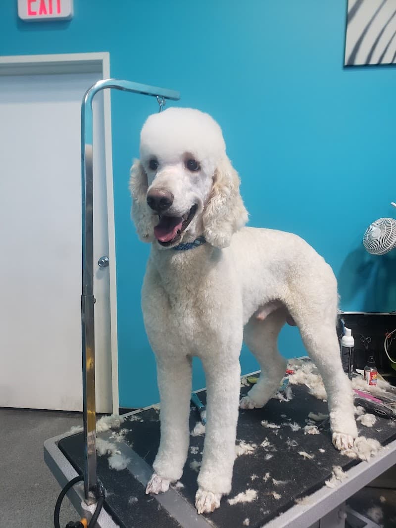 Elite Paw Spa Chandler photo