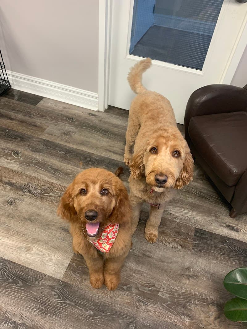 Emi's Doggy Spa Halifax photo