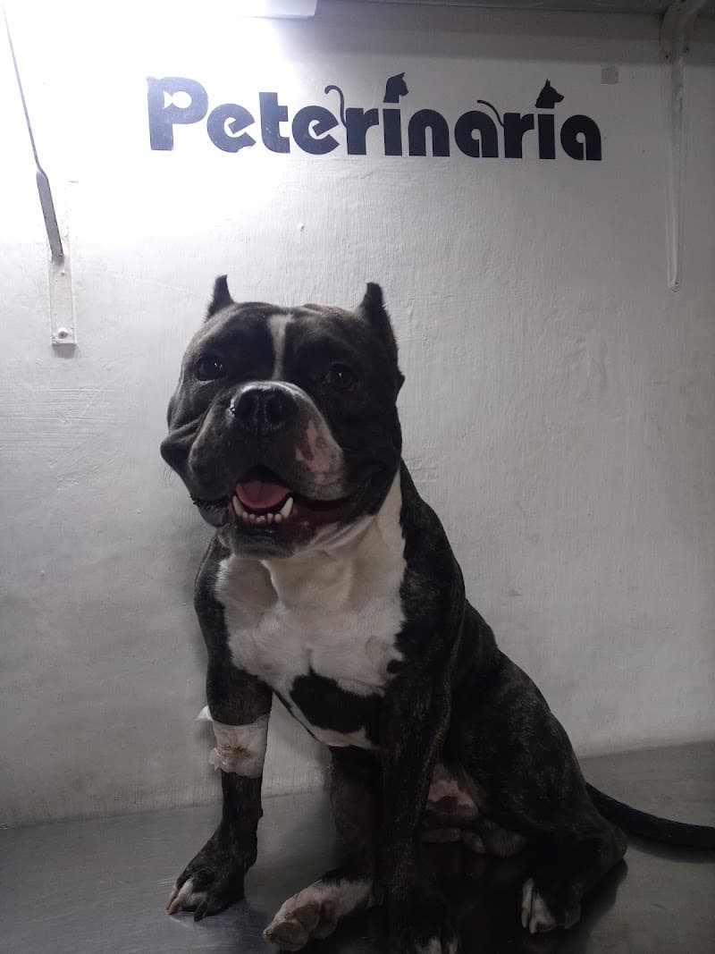 Engreidogs Barranco photo