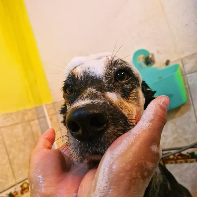 Entre Pelos y Patas Spa Canino Tacna photo