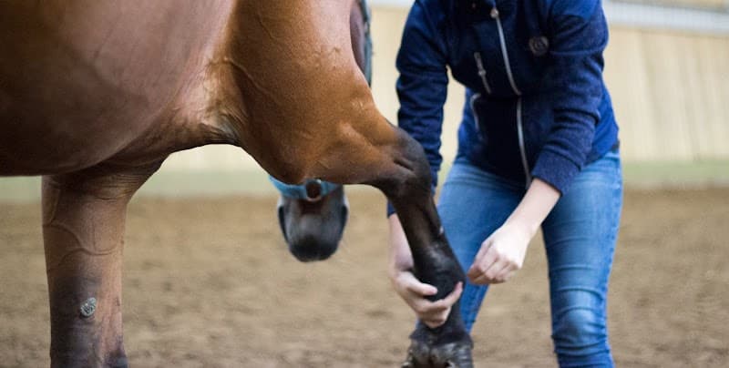 Equibalance Hobro photo