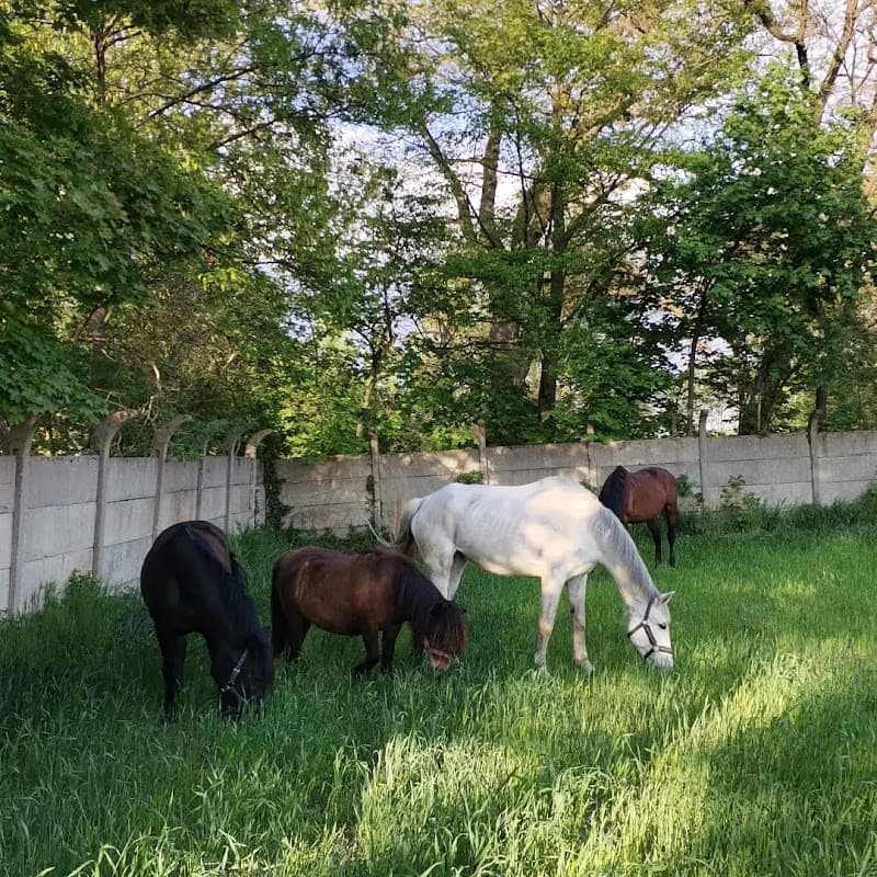 Equus Therapy Zaniemyśl photo