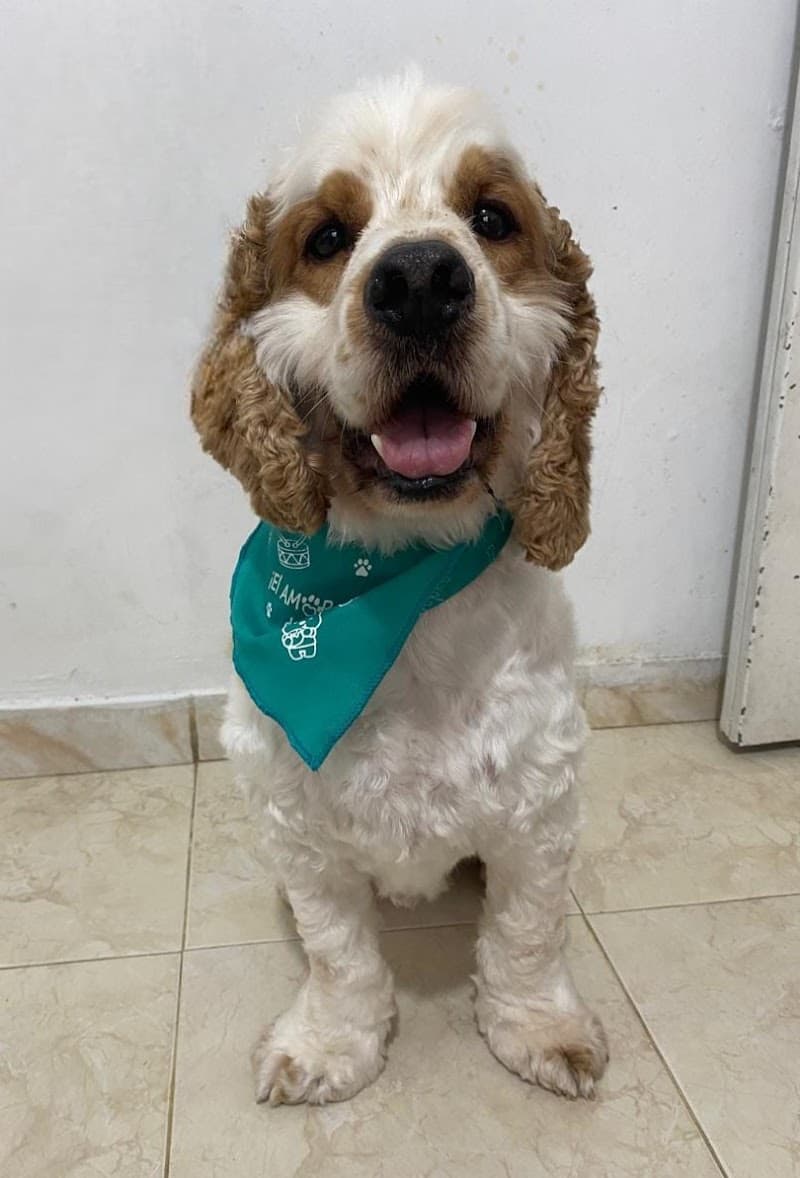 Estetica canina huellas Guadalajara de Buga photo