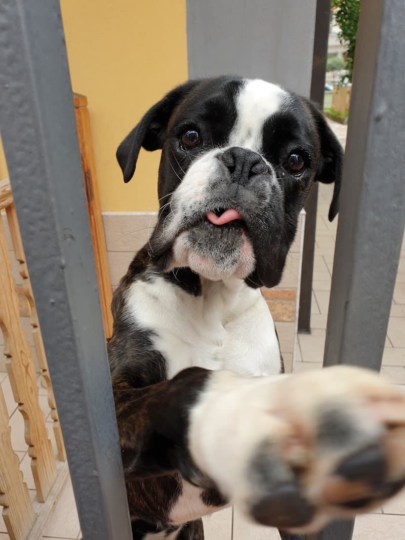 Feim Di Pignatiello Felicita Pomigliano d'Arco photo