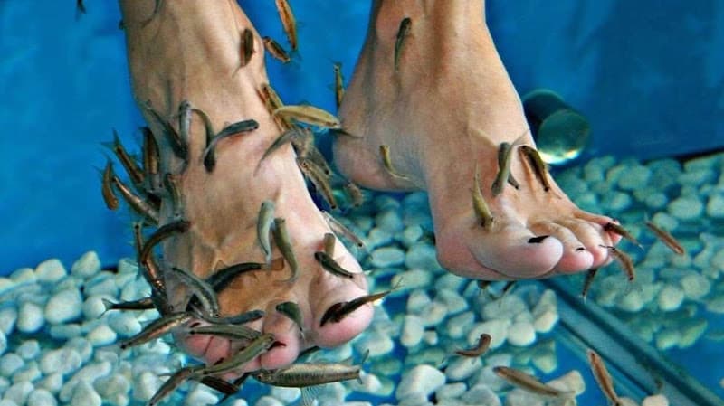 Fish spa Piran photo