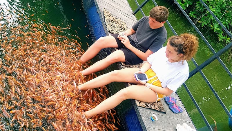 Fish Therapy Aqua Shine Pelena North photo