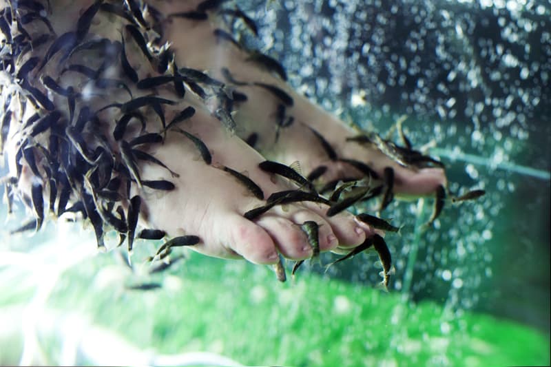 Fishmassage.ua Brovary Chubinsky St photo