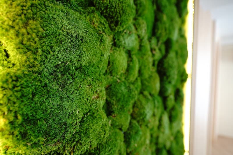 Forest Massage and Spa Onsen Bangkok photo