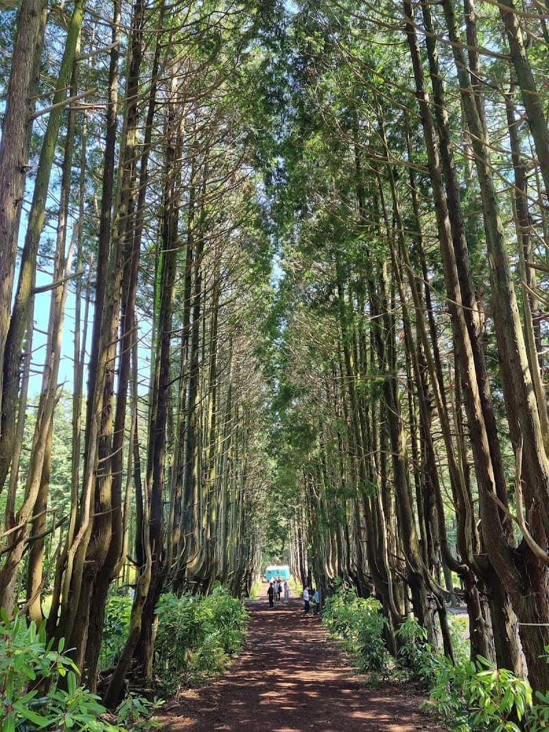 Forest Spa Jeju City photo