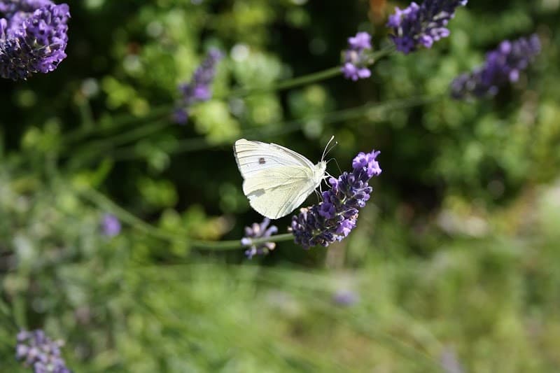 Fußreflexzonenmassage Sonja Poschmann Nienhagen photo