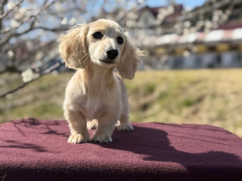 Fuji Earth Field Inusha Fujinomiya photo