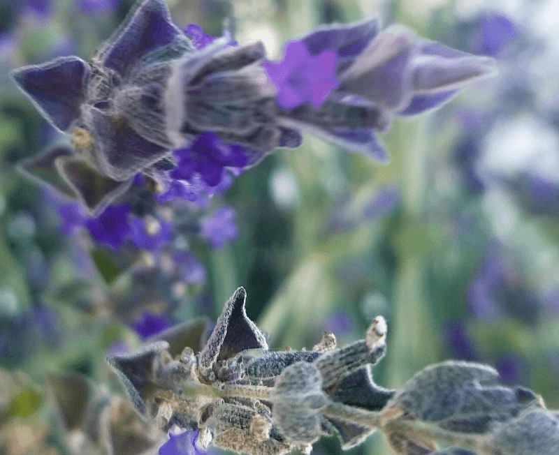 Galena European Spa Las Vegas photo