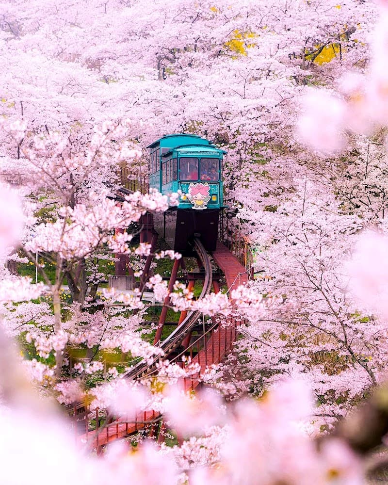 Ganban On'yoku Sakura Tagajo Tagajo City photo