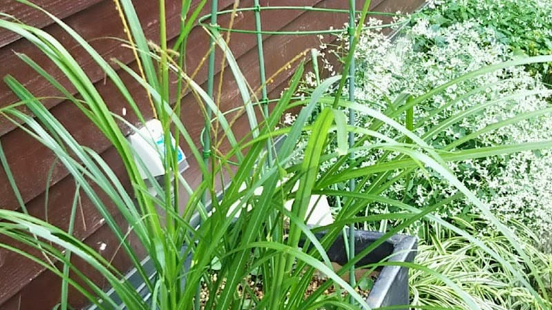 Ganbanyoku Fukukura Komatsushima City photo