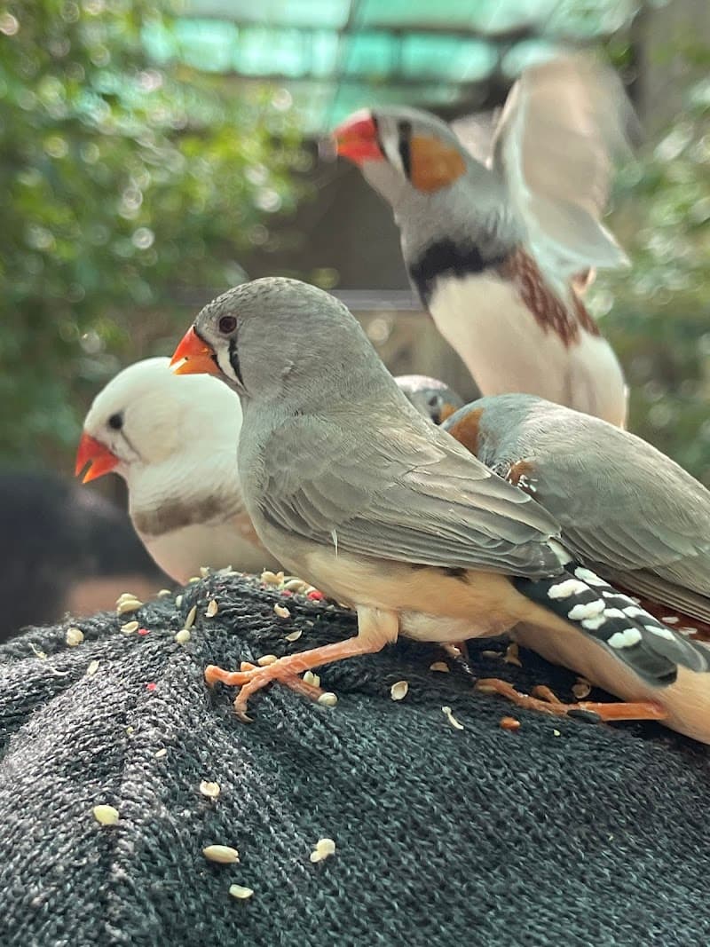 Garden Talents Bird Sanctuary Buraidah photo