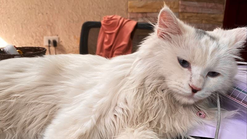 Ghế Massage Washima Chính Hãng - 0978.171.215 Quận Bắc Từ Liêm photo