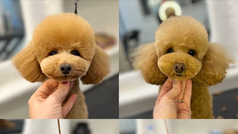 Glam Pet Boutique and SPA Branka Miljkovića 22 photo