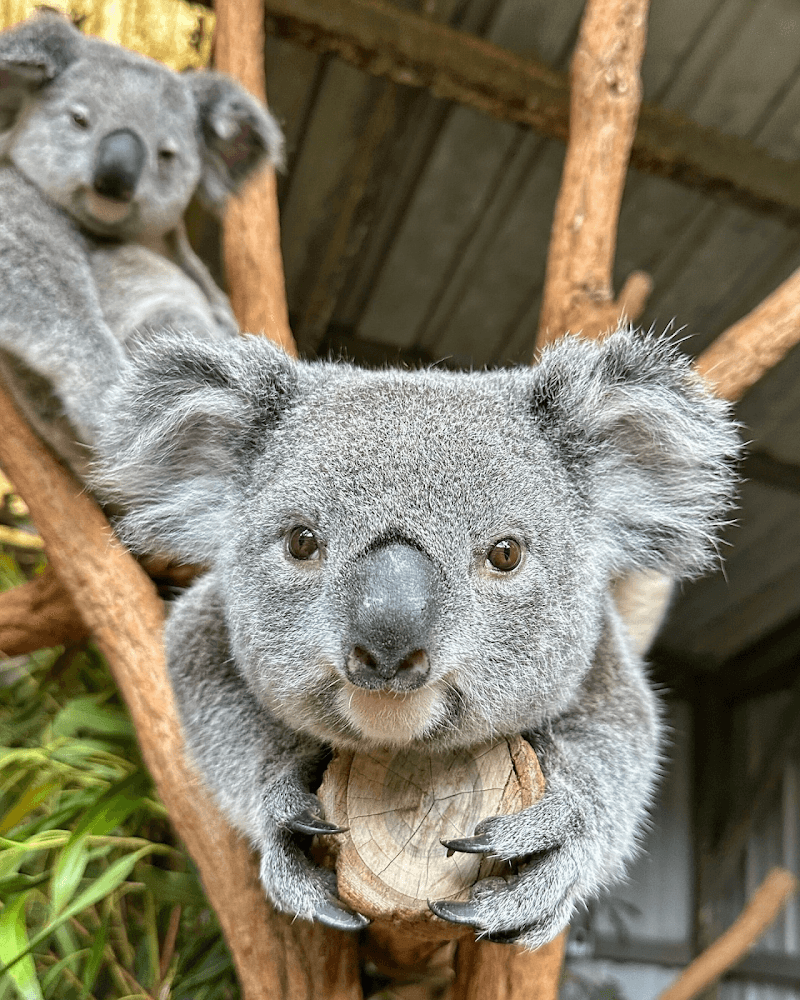 Glow Sanctuary Brisbane photo