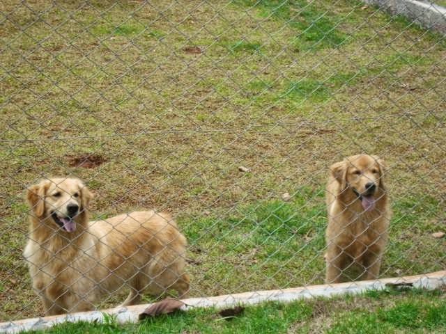 Golden Ritz Cotia photo