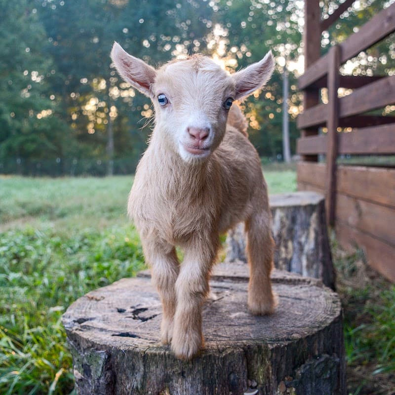 Got Milk . . . Soap? Flanagan Farms Goat Milk Soap Hortense photo
