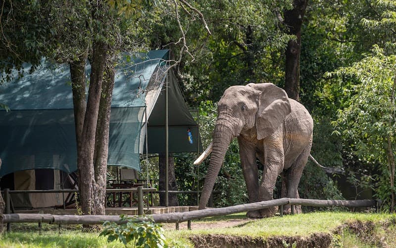 Governors' Camp Masai Mara photo