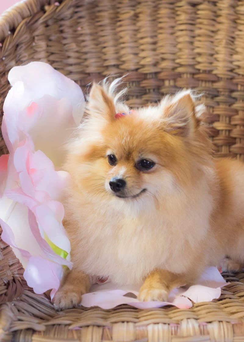Groomingdales Pet Spa Newburgh photo