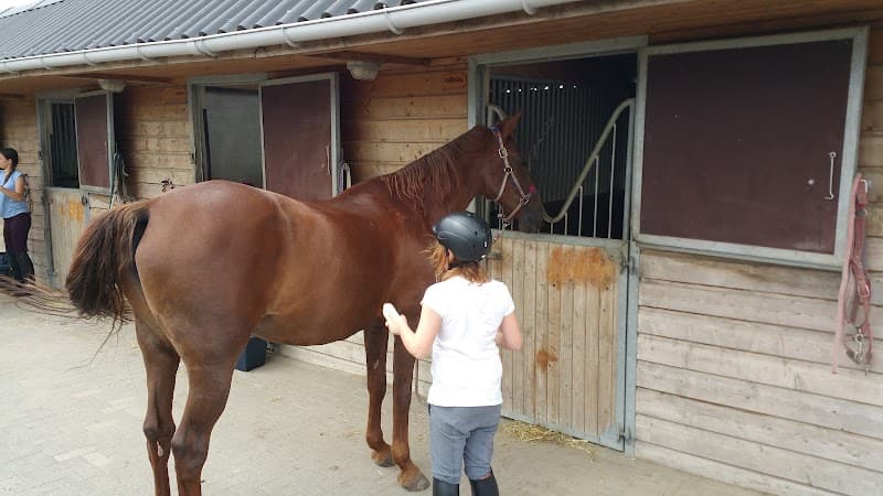 Guasha & CranioSacraal therapie voor paarden Zwijndrecht photo