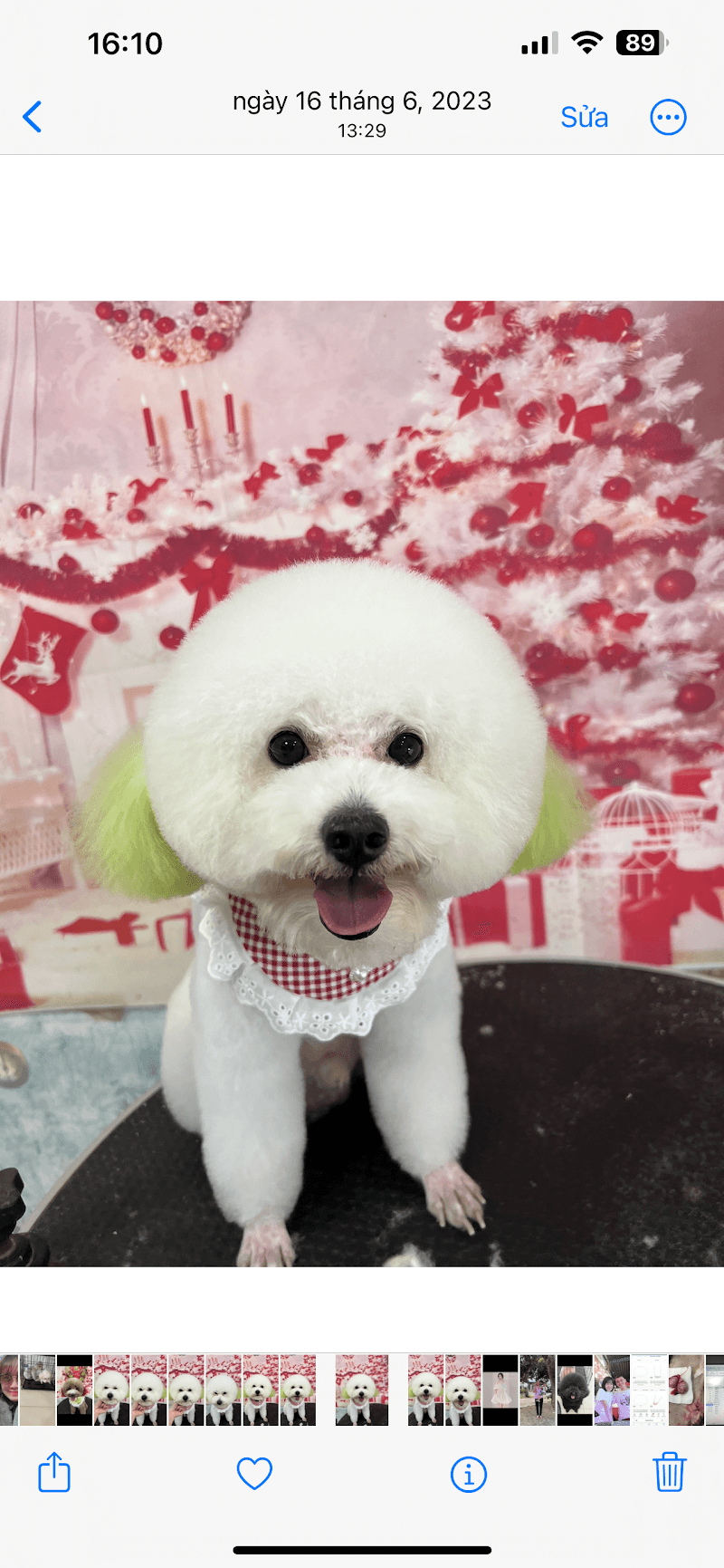 Hachiko Pet Spa Quận 7 photo