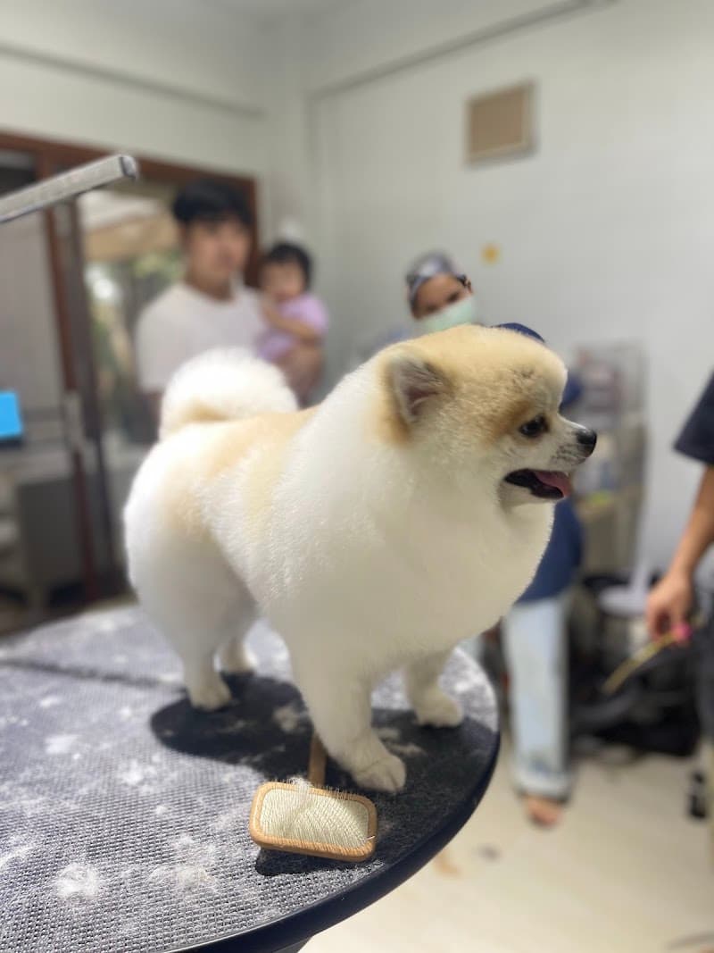 HaDa GroomingCare Bath, Haircut, Spa, Pet Boarding for Dogs & Cats Bangkok photo