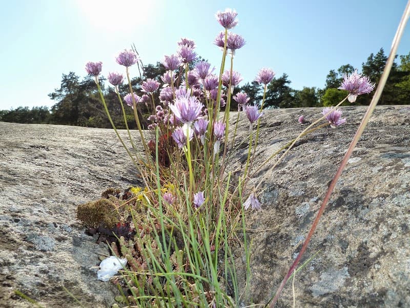 Hälsoängen - Maries massage & friskvård Asarum photo