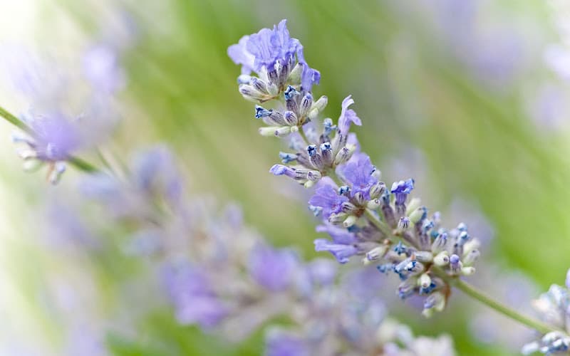 Hand & Stone Massage and Facial Spa - Trinity Common Brampton photo