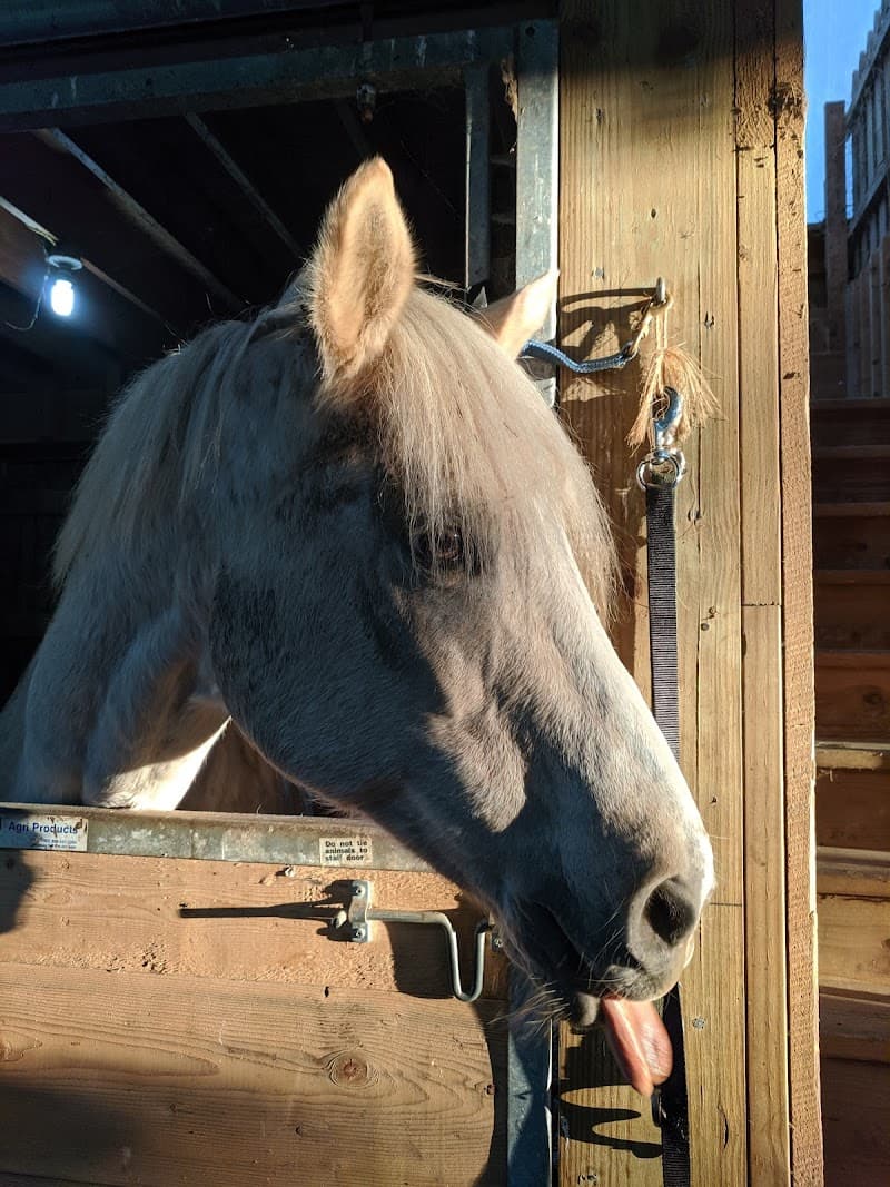 Hands to Hide Equine Harrisburg photo