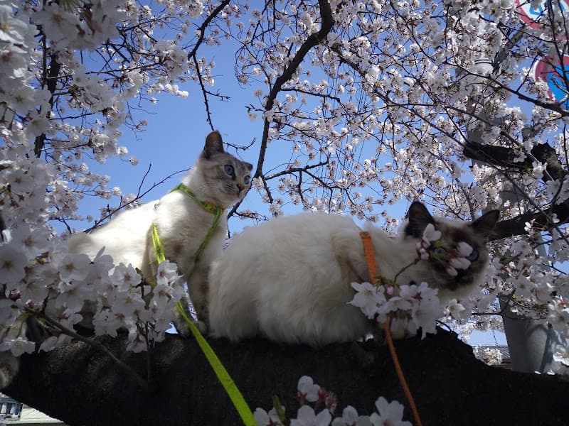 Hanyu Yuttari-en photo