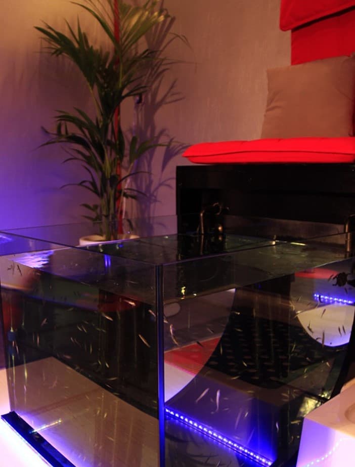 Happy Feet Fish Pédicure Sainte-Maure photo