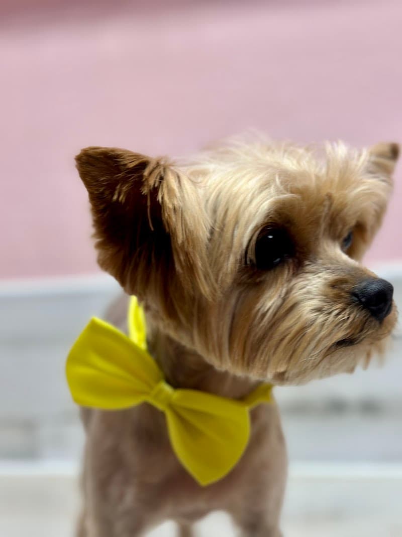 Happy Pet Spa El Paso photo