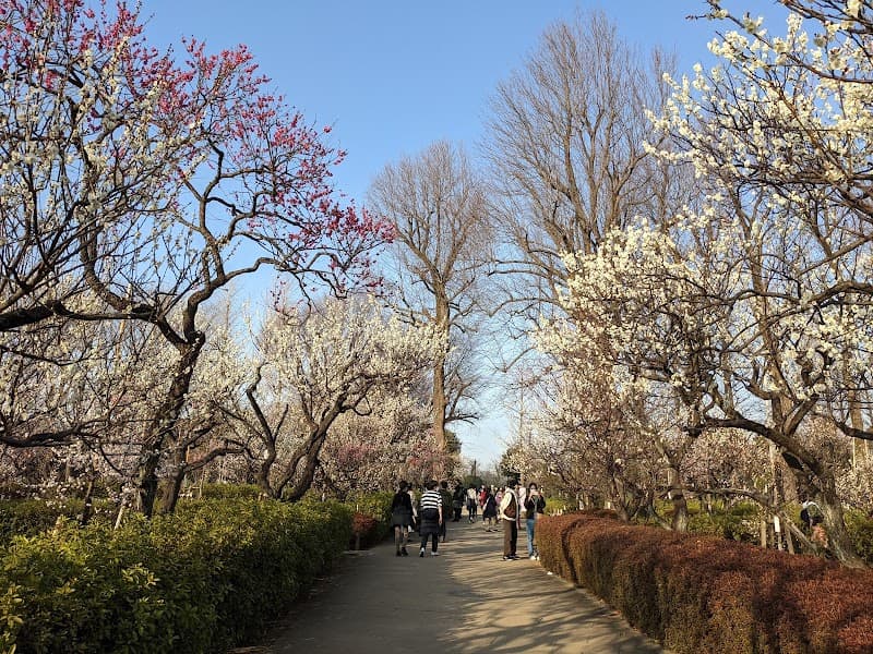 Hari Kyuu Waboku - Wamuku - Setagaya Ward photo